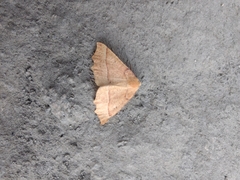 Tetracis jubararia