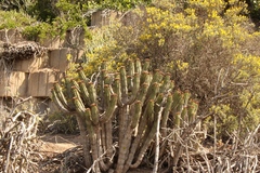 Euphorbia heptagona