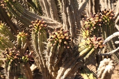 Euphorbia heptagona