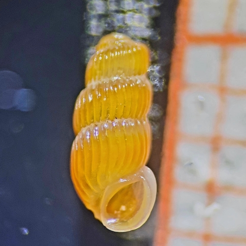 Truncatella bairdiana observed 2023-04-30