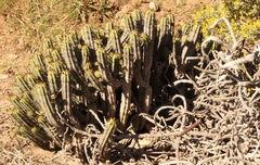 Euphorbia heptagona