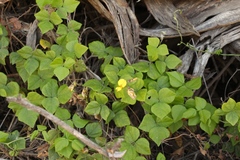 Rhynchosia caribaea