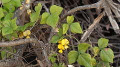 Rhynchosia caribaea