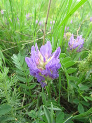 Astragalus laxmannii