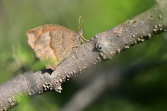 Pindis squamistriga