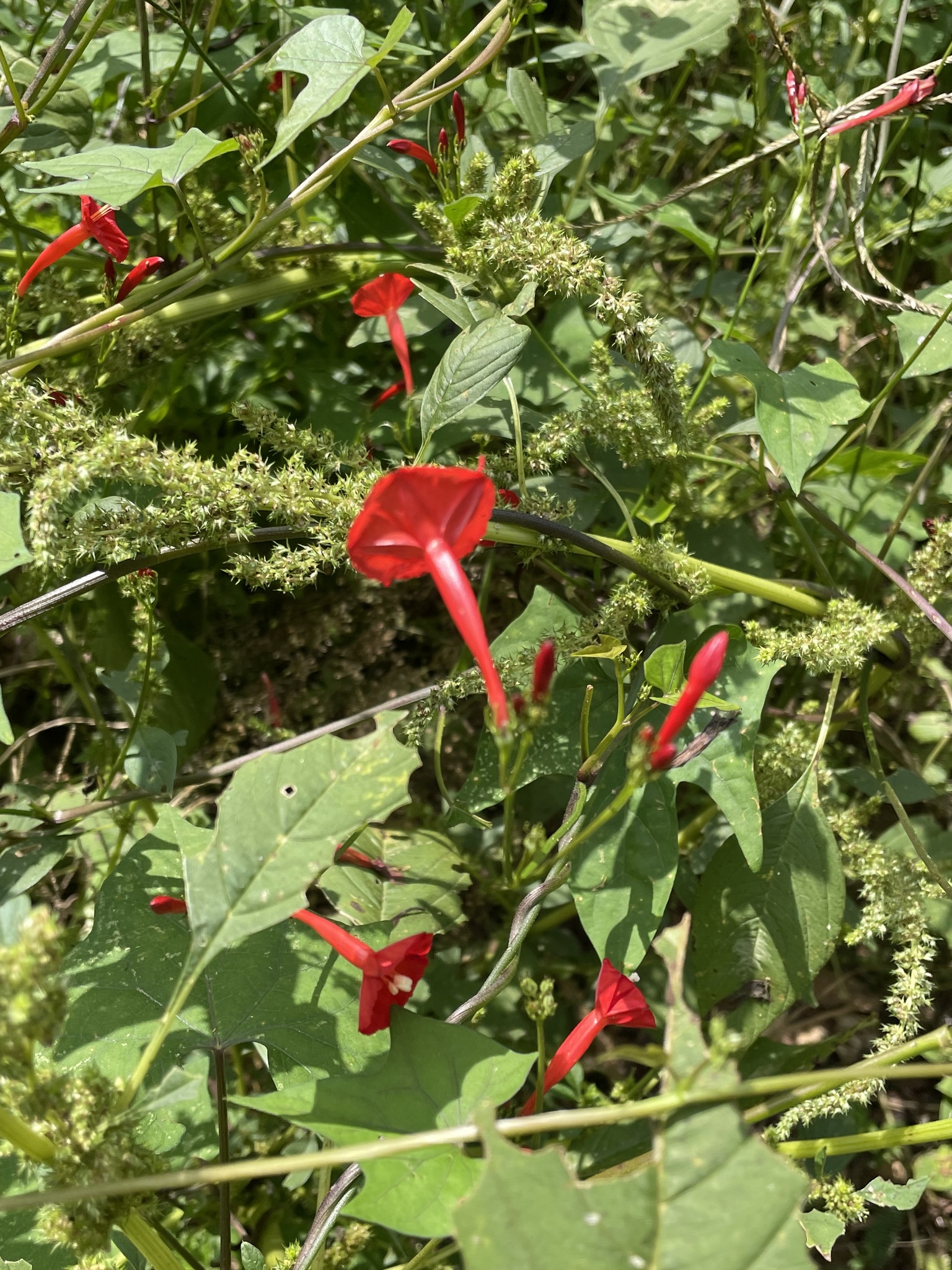 Ipomoea hederifolia