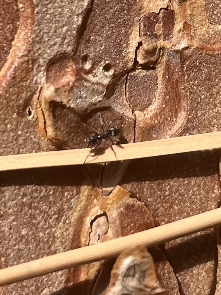 Dolichoderinae