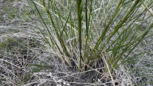 Image of Festuca campestris by no rights reserved