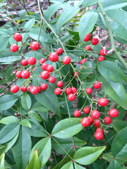 Nandina domestica
