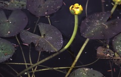 Nuphar microphylla