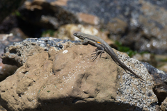 Microlophus peruvianus