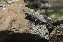 Microlophus peruvianus