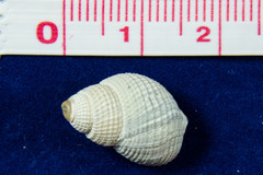 Nassarius perpinguis