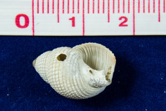 Nassarius perpinguis