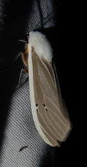 Creatonotos transiens vacillans