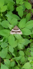 Poaphilini