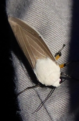 Creatonotos transiens vacillans