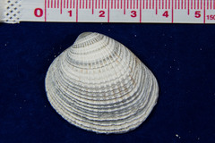 Chione undatella