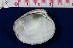 Chione undatella