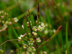 Centella macrocarpa