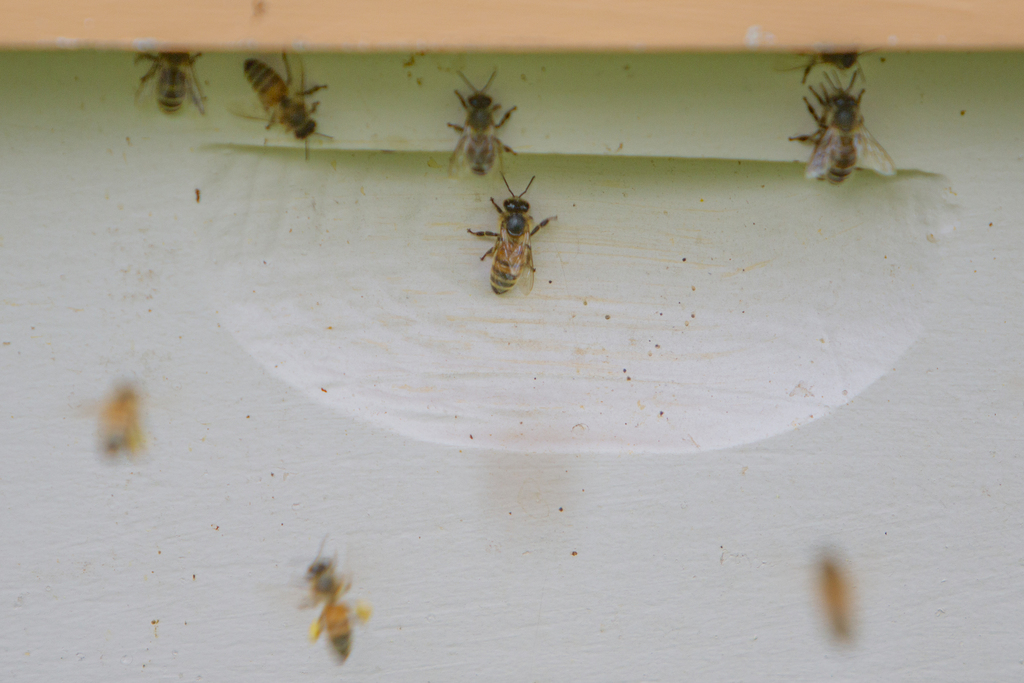 Western Honey Bee from Fairfax County, US-VA, US on April 29, 2023 at ...