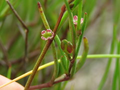 Centella macrocarpa