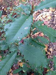 Photinia serratifolia