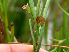 Centella macrocarpa