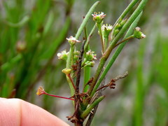 Centella macrocarpa