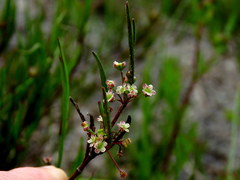Centella macrocarpa