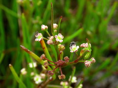 Centella macrocarpa