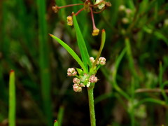 Centella macrocarpa