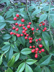 Nandina domestica