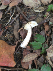 Fungi