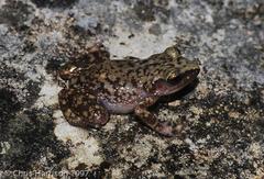 Eleutherodactylus marnockii