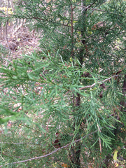 Juniperus
