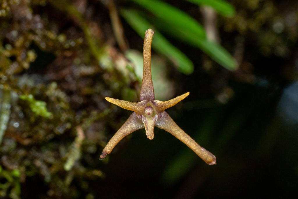 Maxillaria standleyi