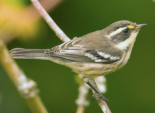 Black-throated Gray Warbler