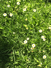 Aphanostephus ramosissimus