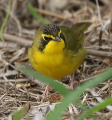 Kentucky Warbler photo 5