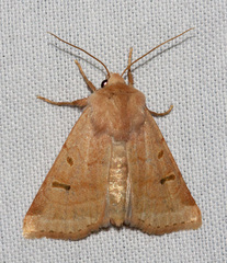Dichagyris variabilis