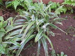 Chlorophytum laxum