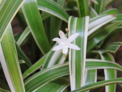 Chlorophytum laxum