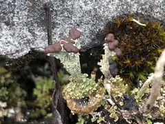 Cladonia subcariosa