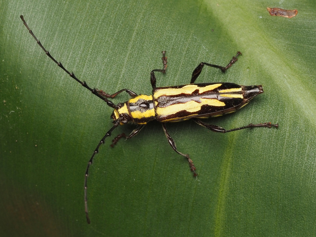 Dryobiini