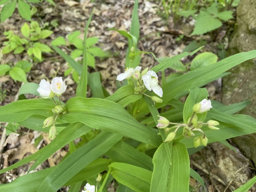 Image of Tradescantia ozarkana by (c) lejones417, some rights reserved (CC BY-SA)