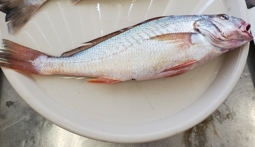 Bigeye croaker (Micropogonias megalops) — Sciaenidae — 3