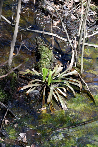 Image of Helonias bullata by (c) Bonnie Semmling, some rights reserved (CC BY)