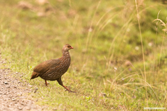 Pternistis squamatus