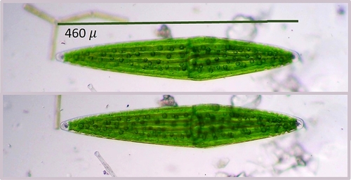 Closterium lunula